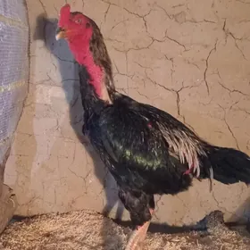 baÿsowyÿ horaz towuk