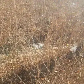 МИВЕЛИ НАХАЛЛАР БАР