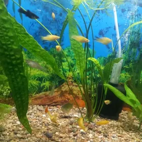 Аквариум