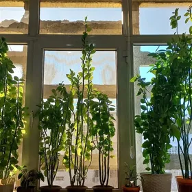 Комнатные цветы