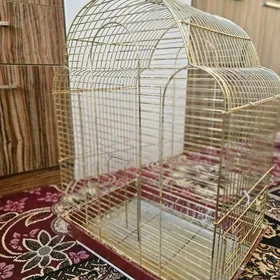 papugay kletka, ketek