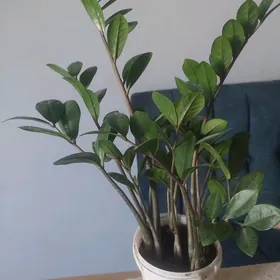 замиокулькас денежное дерево