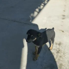 щенок мальчик