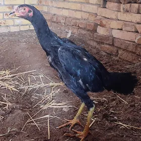 Özbek bayes meki juje