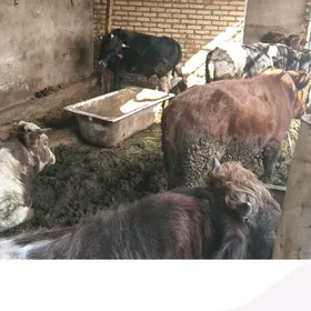 8 Bakyda duran okuzler