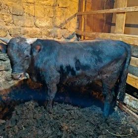 İki sany tohum öküzler