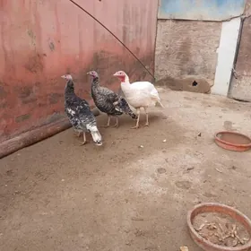 Индук Индук