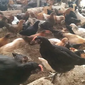 Türkmen ýerli jüýje