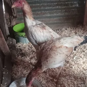 байсов товуклар