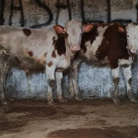 Simental Öküz Tüwe