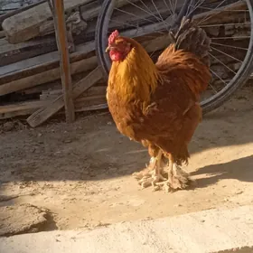 Brama Towuk we Horazy