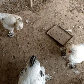 бролллер петух