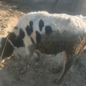 okuz galisdeyin 1yasan