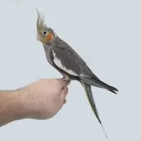 продам попугая