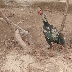 Байсог хораз