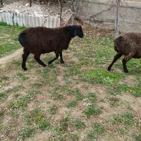 кочкар,гойун