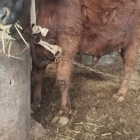 õkÿz 2 aýdan bäri imde