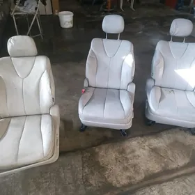 Öküz kelle Sideniýa