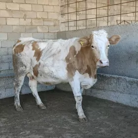 SÌMMENTAL BOGAZ SYGYR