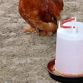 Кохохин карлик