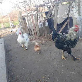 ики саны яш хораз