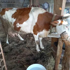 TATARY   SYMYTAN SYGYR