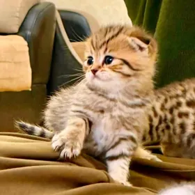 САМЫЕ ЭЛИТНЫЕ КОТЯТА