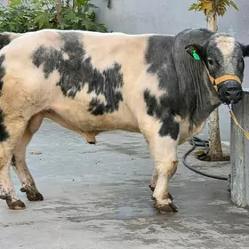 Belginsgi Bluw Ökyz