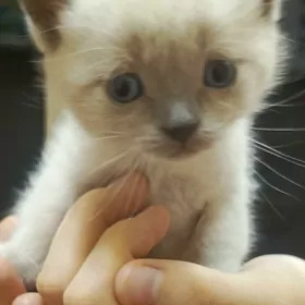 Котята девочка с мальчиком!