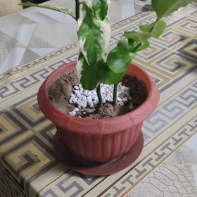 цветы gül комнатные растения