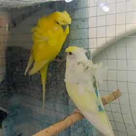 popugay попугай