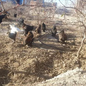 lawanda we laset jùyjeler