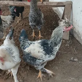 врама хоразлар