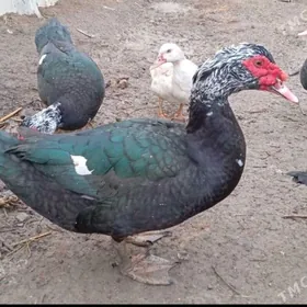 Indutga Ördek induk towuk