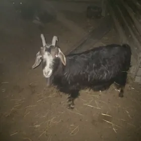 Salam satlyk geci baklp otrlan