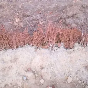 UZUM.  ŞITIL. 4. SORTY.  BAR.