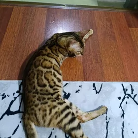 чистокровные бенгалы