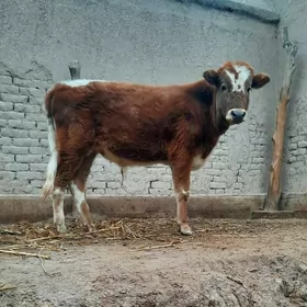 PARODA.ÖKIZ DIŞ.BOZMADYK