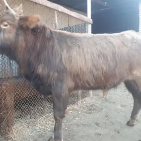 Öküz 1.5 ýaş