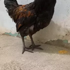 Brama, Lakadanzi, Sendi horaz