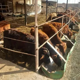 öküzler ve sygyrlar