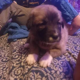 отдам в добрые руки