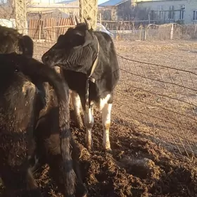 galyşteýin sygyrlar