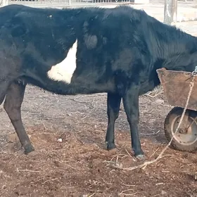 Yetik bogaz sygyrlar.