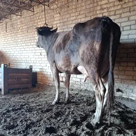 арасса шивет голели сыгыр