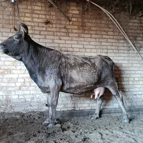 арасса шивет голели сыгыр