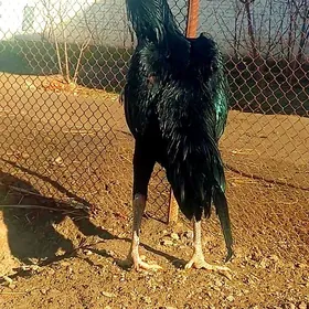 САМАРКАНТ ЖУЖЕ