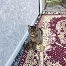 Şatlan pişijek.dobry ruki