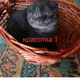 вислоухие котята