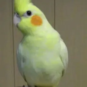 карелла karella